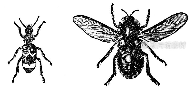 蚁甲虫昆虫(Thanasimus Formicarius)和座头蝇昆虫(Ogcodes Gibbosus)- 19世纪